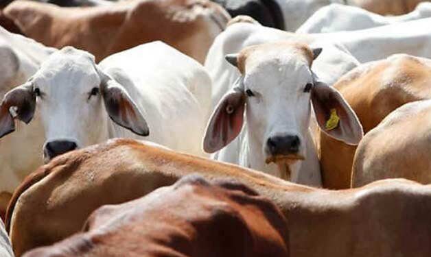 No ban order on slaughtering of animals by JK govt; Clarifies ASH Deptt