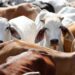 No ban order on slaughtering of animals by JK govt; Clarifies ASH Deptt