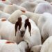 Govt fixes rates for sacrificial animal in Kashmir, up by Rs 50 per kg than last year