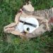 Suspected Objects Found On Gulmarg-Baramulla Road Near Magam, BDS summoned