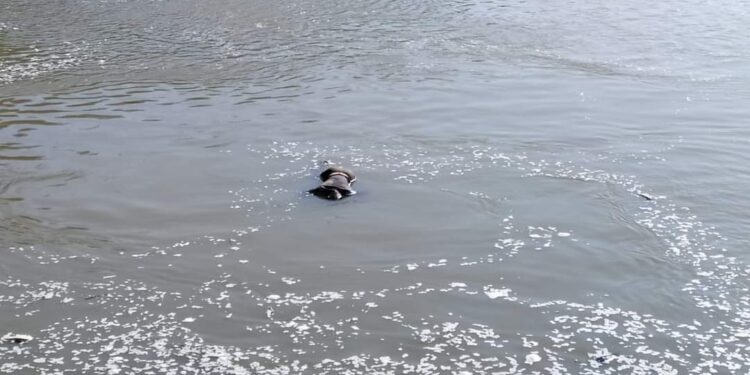 Unidntified Body seen floating in LJHP water Reservoir in Boniyar; Rescue operation on