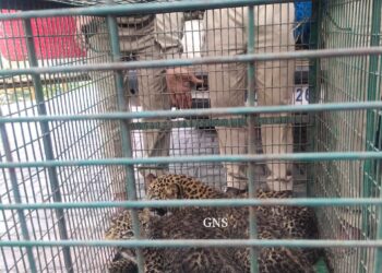 3 Leopard cubs rescued in Rajouri, to be reunited with mother once it’s found