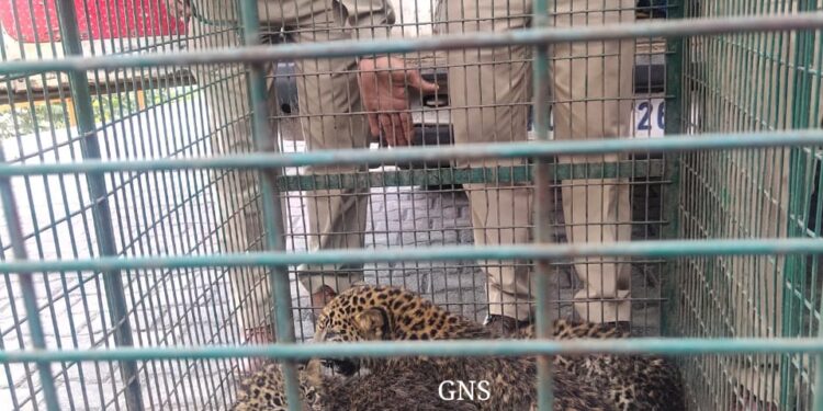 3 Leopard cubs rescued in Rajouri, to be reunited with mother once it’s found