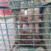3 Leopard cubs rescued in Rajouri, to be reunited with mother once it’s found