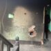 5 Militants Killed In Two Shopian Gunfights: Police