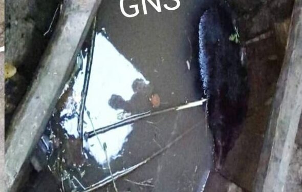 Black bear gets trapped in 20-feet-deep well in Kupwara’s Lolab
