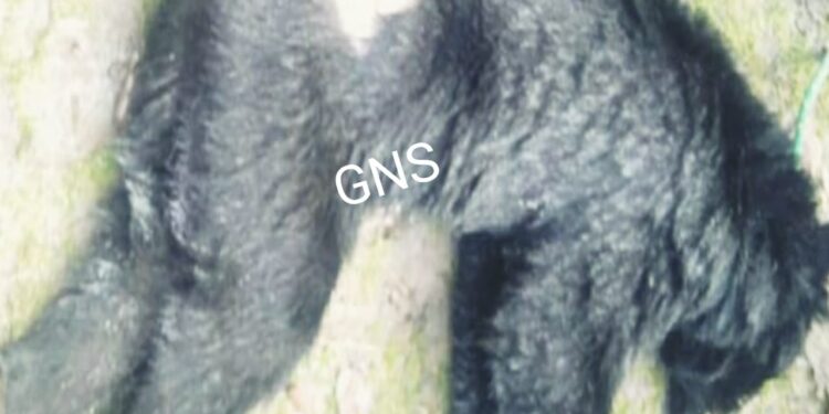 Stuck Inside Well, Black Bear Dies in Lolab