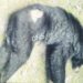 Stuck Inside Well, Black Bear Dies in Lolab