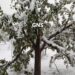 Rains Drench J&K, Light To Moderate Snowfall In Several Kashmir Parts