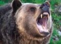 50-Year-Old Man Killed In Bear Attack In Kokernag Anantnag