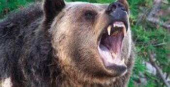 50-Year-Old Man Killed In Bear Attack In Kokernag Anantnag