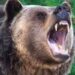 50-Year-Old Man Killed In Bear Attack In Kokernag Anantnag