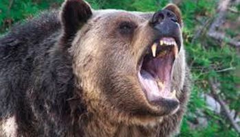 50-Year-Old Man Killed In Bear Attack In Kokernag Anantnag
