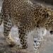 Leopards Kills 6 Sheep, As Many Others Missing In Budgam