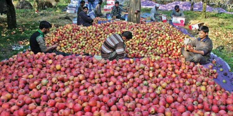 Burglars Steal Over 250 Apple Boxes from Orchard in Pulwama
