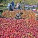 Burglars Steal Over 250 Apple Boxes from Orchard in Pulwama