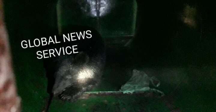 Black Bear Captured in Anantnag’s Akingam