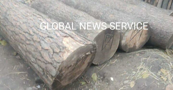 Illicit Timber Seized in Kokernag
