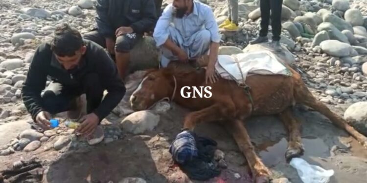 Mine Blast in Poonch, 1 Horse Injured