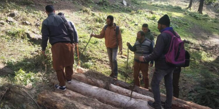 Illicit Timber Seized in Kuthar Range in Anantnag