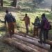 Illicit Timber Seized in Kuthar Range in Anantnag