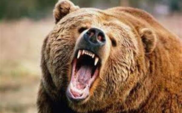 Woman injured in bear attack in Sopore