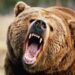 Woman injured in bear attack in Sopore
