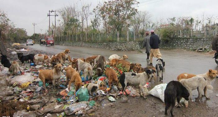 Pulwama Villages Caught in Awe Over Canine Population