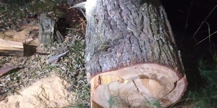 Several FPF Employees Arrested for ‘Involvement’ in Timber Smuggling in Handwara