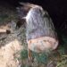 Several FPF Employees Arrested for ‘Involvement’ in Timber Smuggling in Handwara