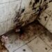 Students Rue Filthy Toilets At Amar Singh College