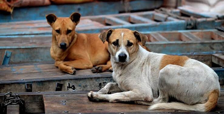 Stray Dogs Bite Woman, 2 Minors in Sogam Kupwara