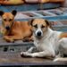 Stray Dogs Bite Woman, 2 Minors in Sogam Kupwara