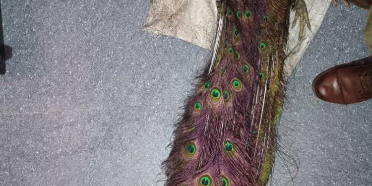4 Persons Arrested for Alleged Killing of Peacock in Akhnoor