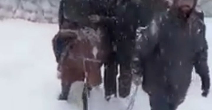 Locals Carry Pregnant Woman On Shoulders, Horse Through Knee-Deep Snow In Kupwara