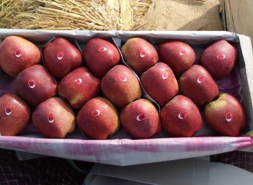 Illegal Apple Import From Iran Will Crush Kashmir’s Economy: NC