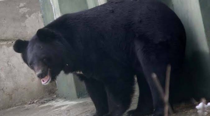 Bear Caught Alive In Sirajpora Handwara
