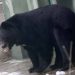 Bear Caught Alive In Sirajpora Handwara