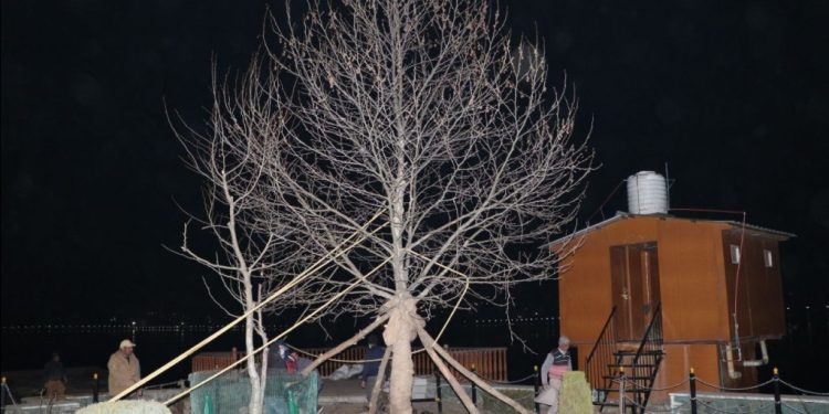 J&K Forest Dept conducts successful transplantation of two tall Chinars at Char Chinar, Dal Lake