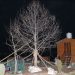 J&K Forest Dept conducts successful transplantation of two tall Chinars at Char Chinar, Dal Lake