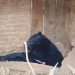 Black Bear With 2 Cubs Rescued from Drugmulla in Kupwara