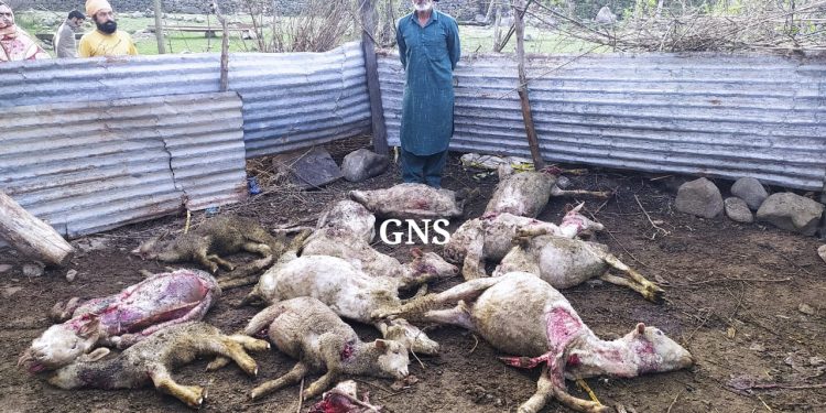 Leopard Kills 14 Sheep Dead In Poonch