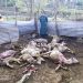 Leopard Kills 14 Sheep Dead In Poonch