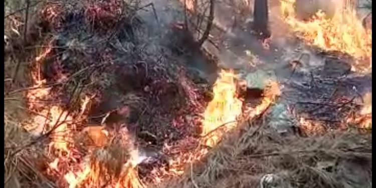 Hundreds of Green Trees Destroyed in Forest Fire in Bijhama Boniyar