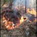 Hundreds of Green Trees Destroyed in Forest Fire in Bijhama Boniyar