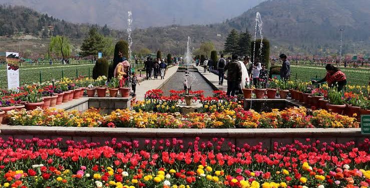 Tulip garden thrown open to public