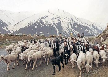 Gujjar, Bakarwal brothers living life of neglect: Masoodi