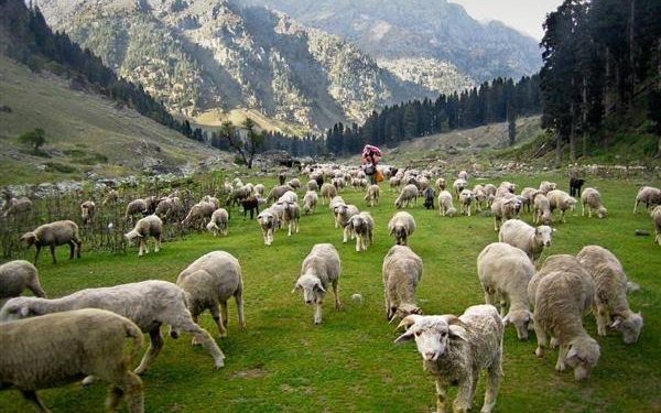 Number of income generating Sheep units established in Srinagar under ISDS, RKVY & BYSF Schemes