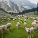 Number of income generating Sheep units established in Srinagar under ISDS, RKVY & BYSF Schemes