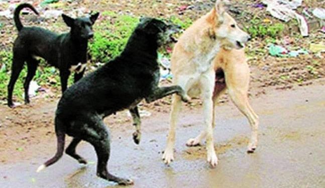Bemina Man Held After Video Of Shooting Dog With 12 Bore Rifle Goes Viral